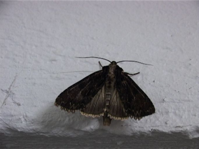 Wurzelfresser ( Apamea monoglypha ) : Moers, in unserem Keller, 04.07.2005